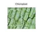 Chloroplast - slide 1