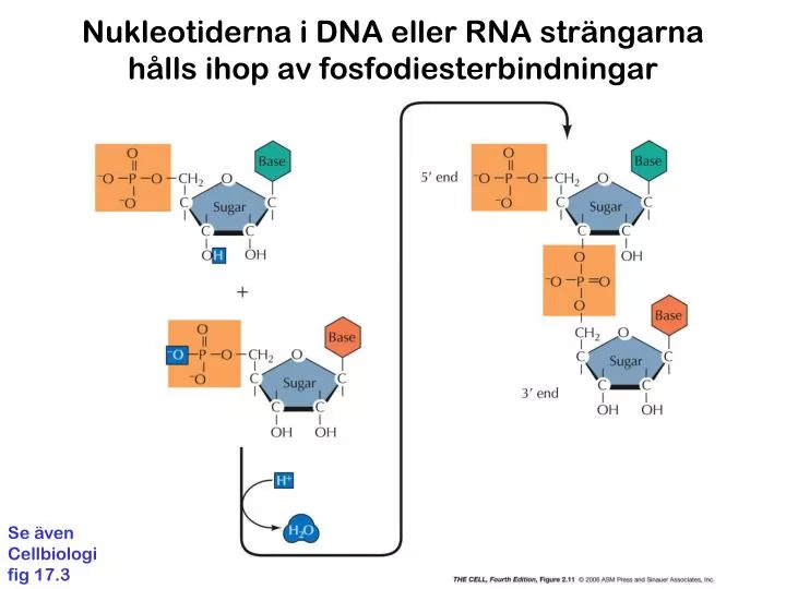 nukleotiderna i dna eller rna str ngarna h lls ihop av fosfodiesterbindningar