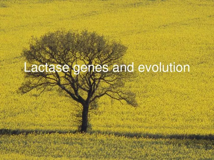 lactase genes and evolution
