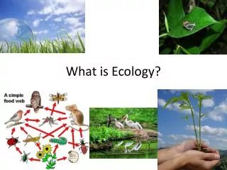 What is Ecology?