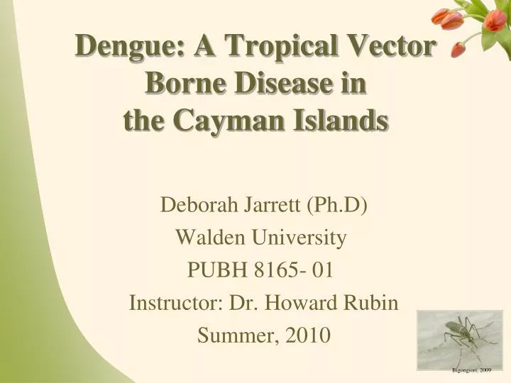 dengue a tropical vector borne disease in the cayman islands