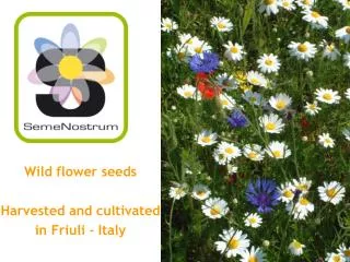 Wild flower seeds Harvested and cultivated in Friuli - Italy
