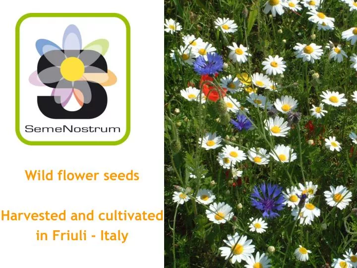 wild flower seeds harvested and cultivated in friuli italy