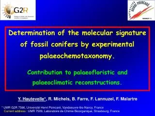 Determination of the molecular signature of fossil conifers by experimental palaeochemotaxonomy.