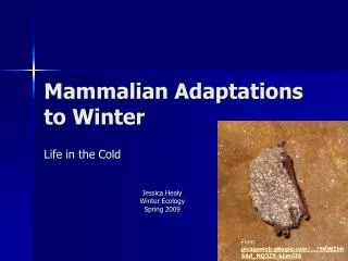 Mammalian Adaptations to Winter
