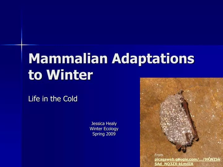 mammalian adaptations to winter