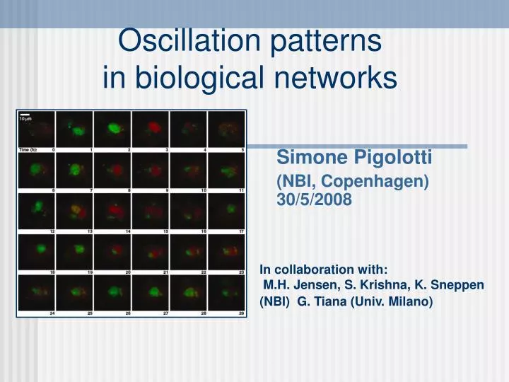 oscillation patterns in biological networks