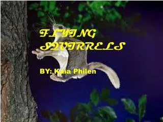 FLYING SQUIRRELS