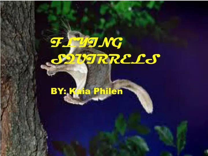 flying squirrels