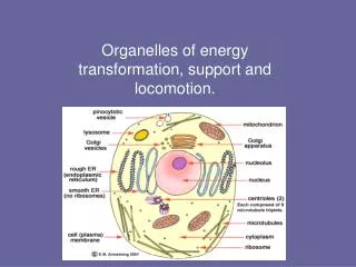 Organelles of energy transformation, support and locomotion.