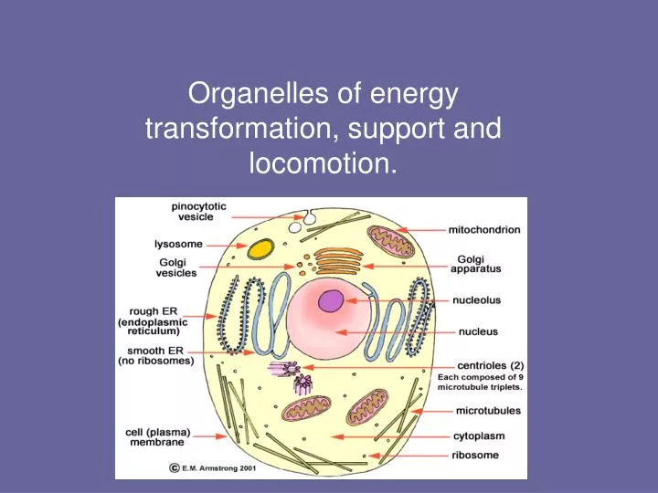 organelles of energy transformation support and locomotion