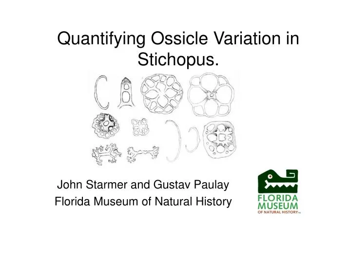 quantifying ossicle variation in stichopus