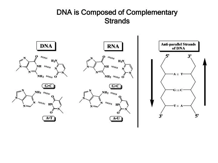 dna is composed of complementary strands
