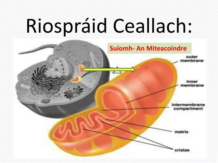 riospr id ceallach