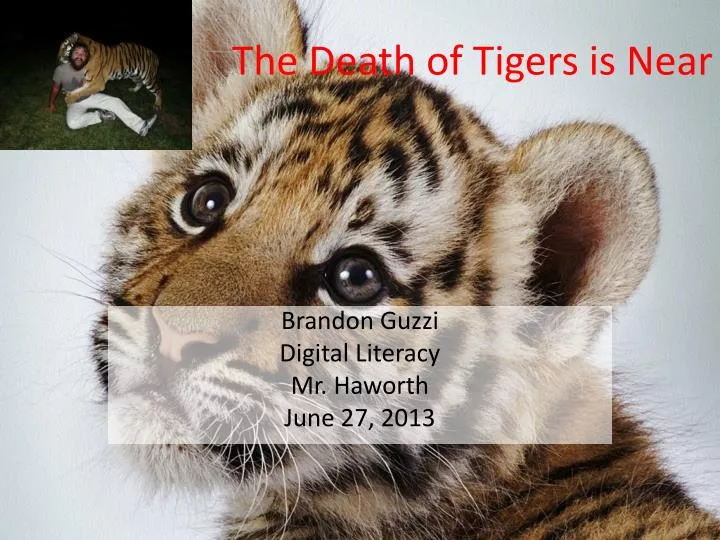 the death of tigers is near