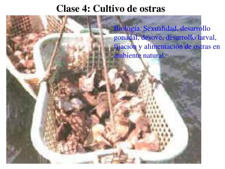clase 4 cultivo de ostras
