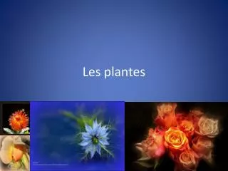 les plantes