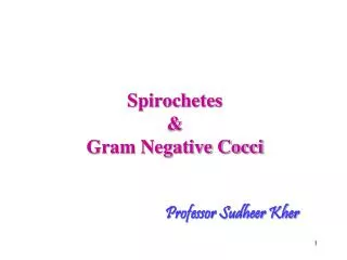Spirochetes &amp; Gram Negative Cocci