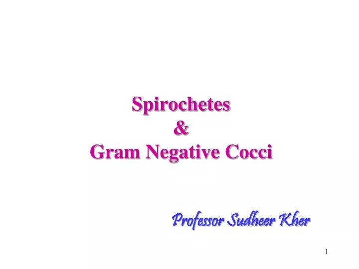 spirochetes gram negative cocci