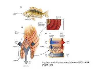 wps.prenhall/wps/media/objects/1115/1141942/fig31-1.jpg