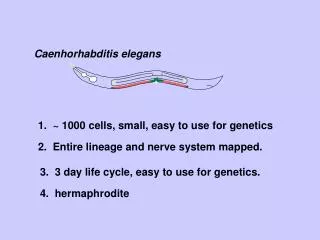 1. ~ 1000 cells, small, easy to use for genetics