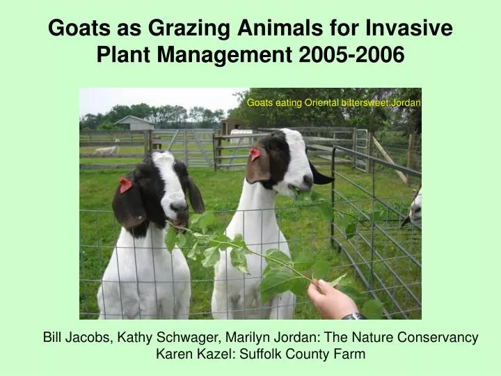 goats as grazing animals for invasive plant management 2005 2006