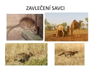 zavle en savci