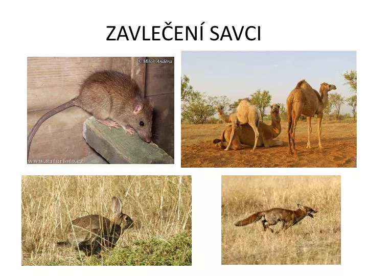 zavle en savci