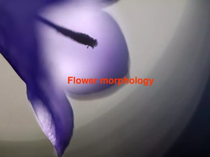 flower morphology