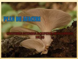 cresterea intensiva a ciupercilor pleurotus hk 35