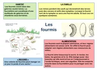 les fourmis