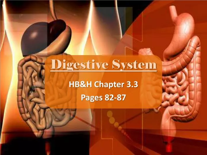 digestive system