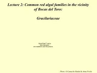 Lecture 2: Common red algal families in the vicinity of Bocas del Toro: Gracilariaceae