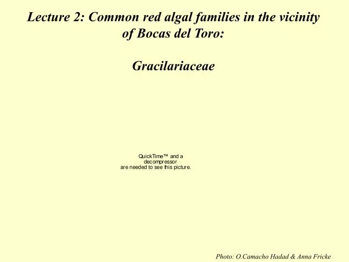 lecture 2 common red algal families in the vicinity of bocas del toro gracilariaceae