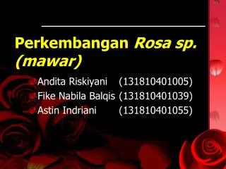 perkembangan rosa sp mawar