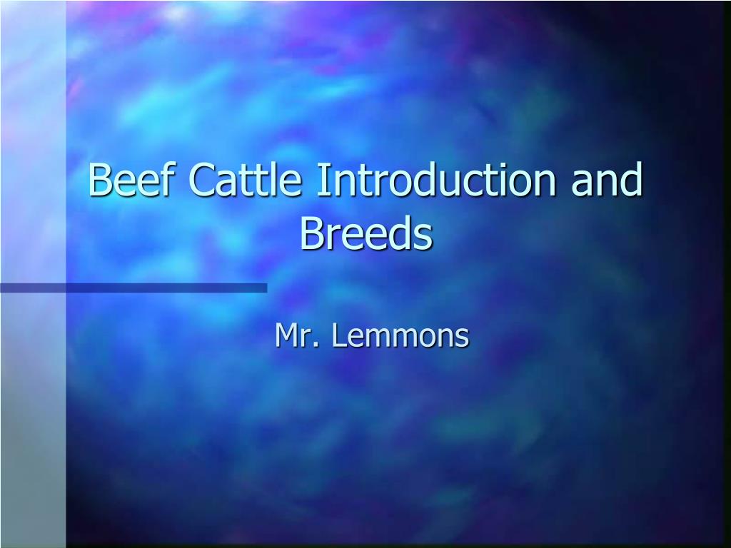 PPT - Beef Cattle Introduction and Breeds PowerPoint Presentation, free ...