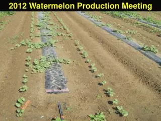 2012 Watermelon Production Meeting