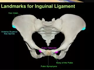 Landmarks for Inguinal Ligament