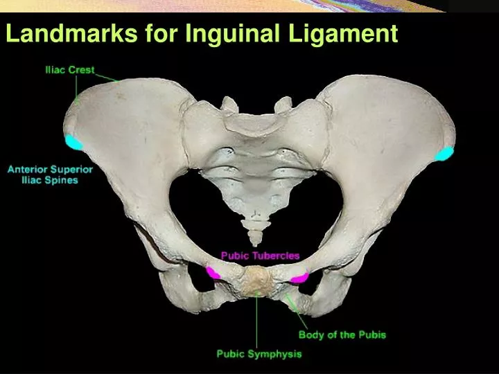 landmarks for inguinal ligament