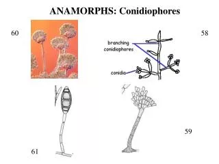 ANAMORPHS: Conidiophores