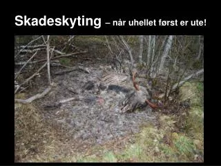 skadeskyting n r uhellet f rst er ute