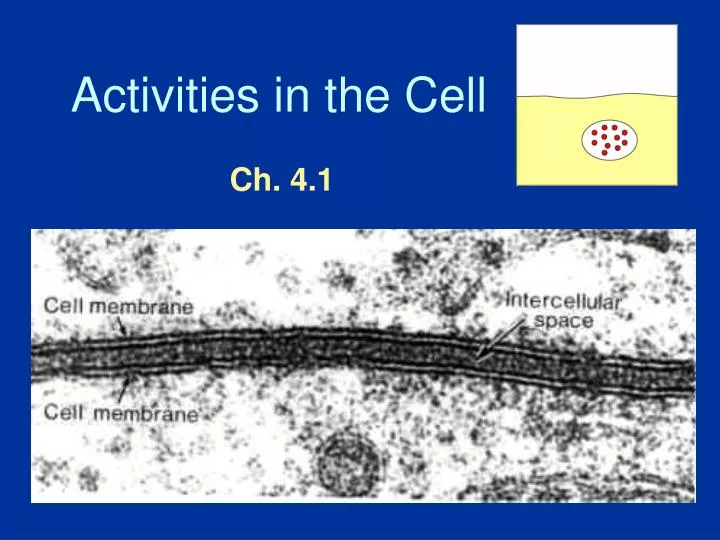 activities in the cell