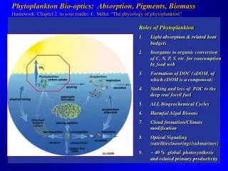 Phytoplankton Bio-optics: Absorption, Pigments, Biomass