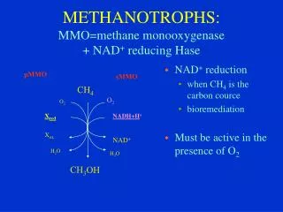 METHANOTR OPHS : MMO=methane monooxygenase + N AD + reducing Hase