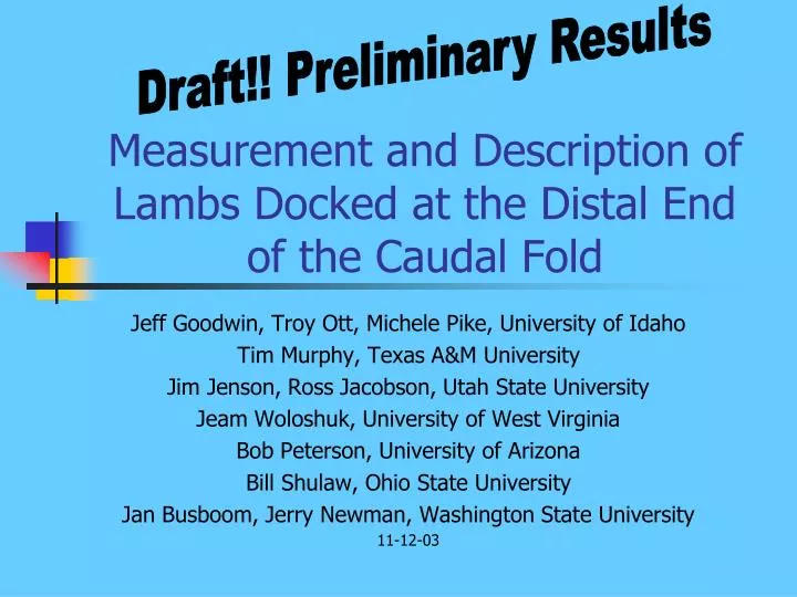 measurement and description of lambs docked at the distal end of the caudal fold