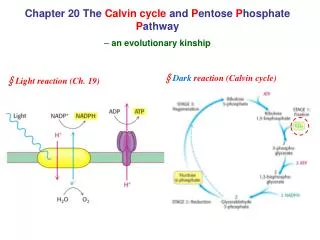 Chapter 20 The Calvin cycle and P entose P hosphate P athway ? an evolutionary kinship