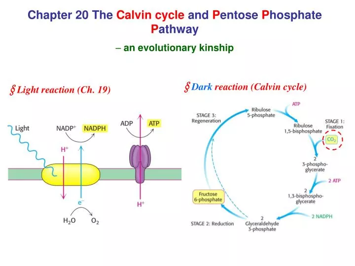 chapter 20 the calvin cycle and p entose p hosphate p athway an evolutionary kinship