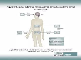 Figure 3 The pelvic autonomic nerves and their connections with the central nervous system