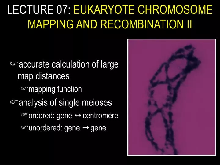 lecture 07 eukaryote chromosome mapping and recombination ii
