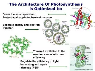 The Architecture Of Photosynthesis is Optimized to: